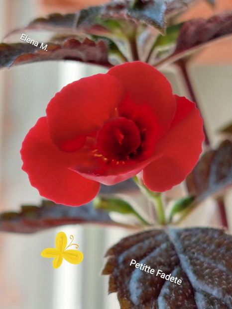 PetitTE Fadete - 2025 - Achimenes