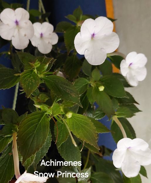  - 2025 - Achimenes