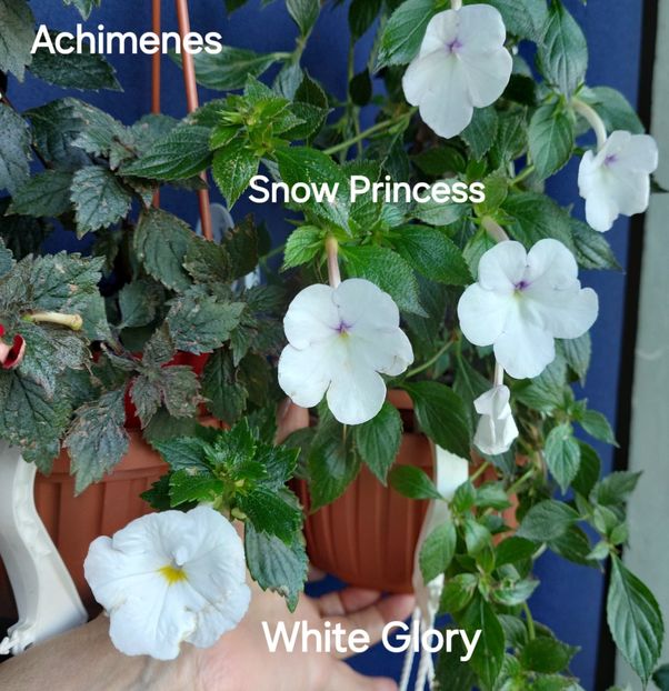  - 2025 - Achimenes