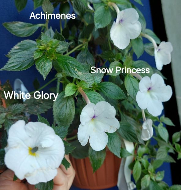  - 2025 - Achimenes