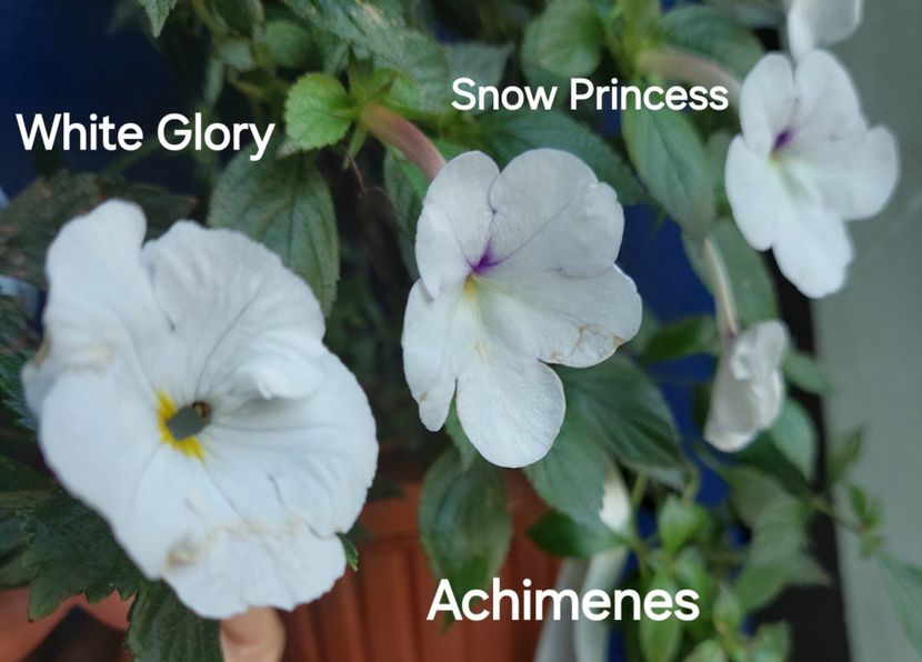  - 2025 - Achimenes