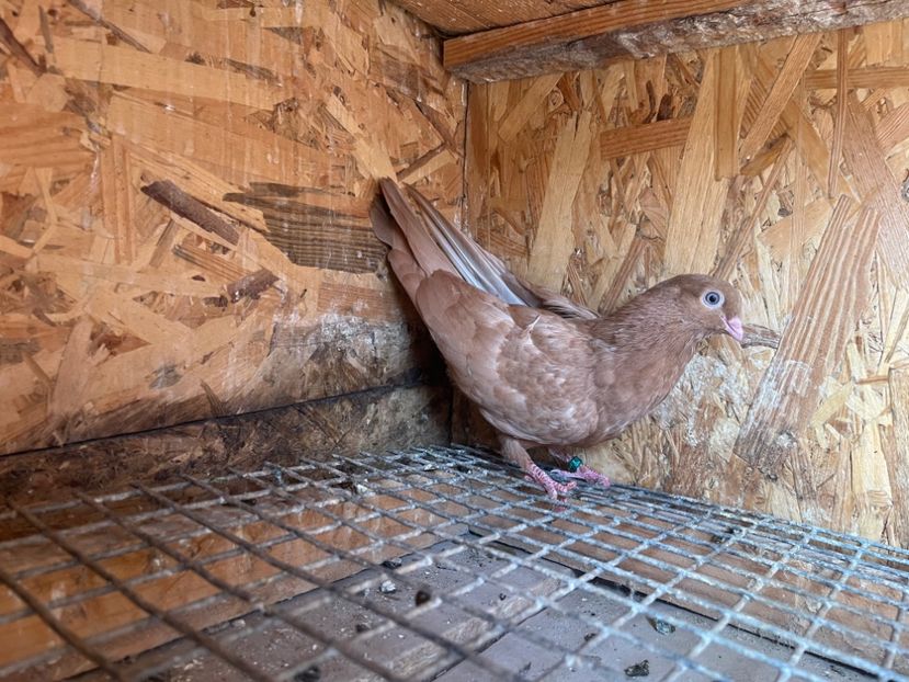 1817/25 - 8-lot zbor 2025