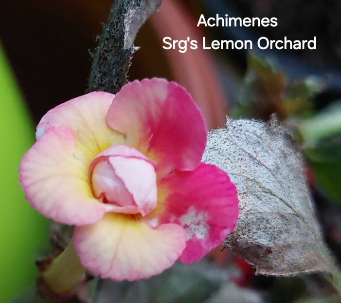  - 2025 - Achimenes