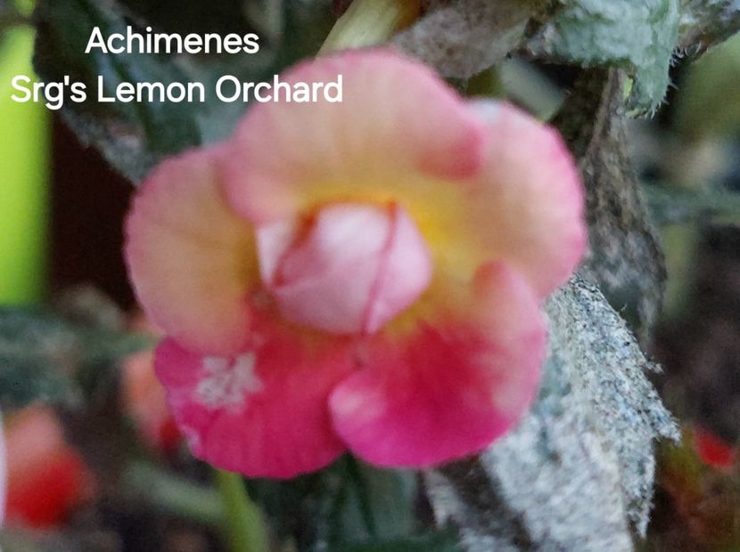  - 2025 - Achimenes