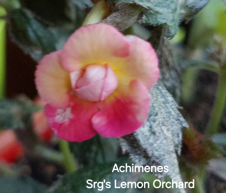  - 2025 - Achimenes