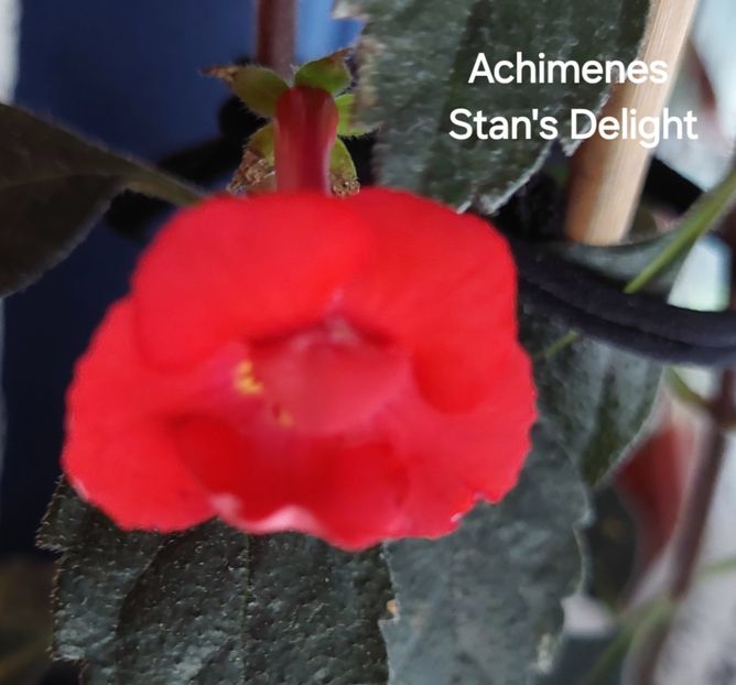  - 2025 - Achimenes