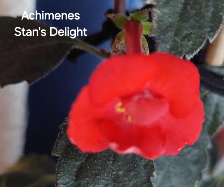  - 2025 - Achimenes