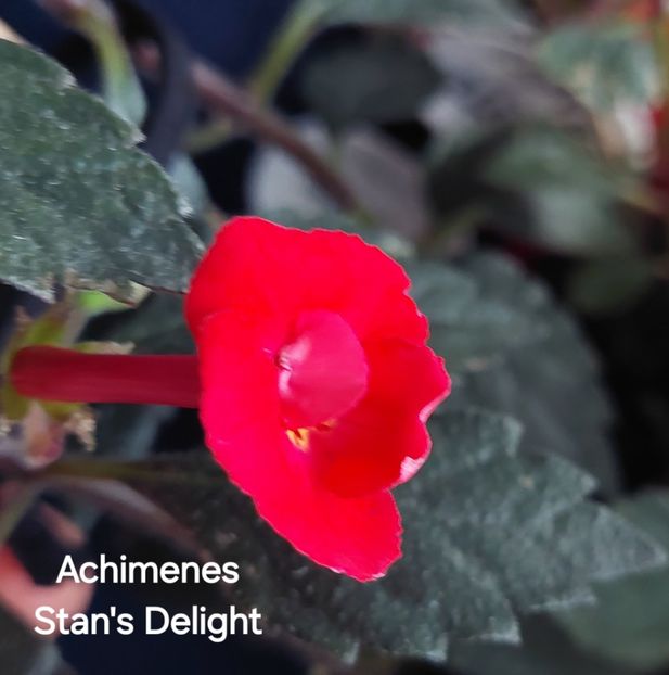  - 2025 - Achimenes