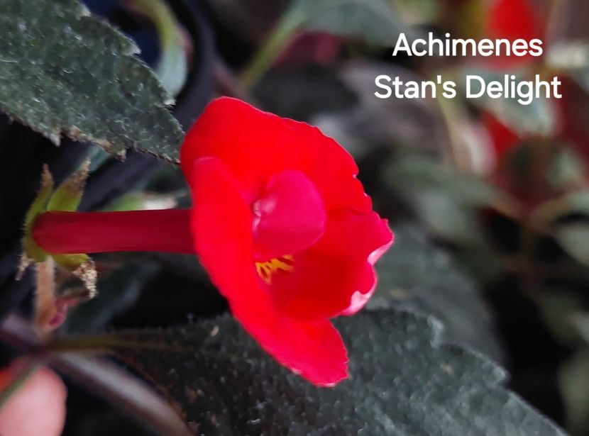  - 2025 - Achimenes