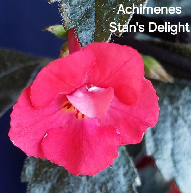  - 2025 - Achimenes