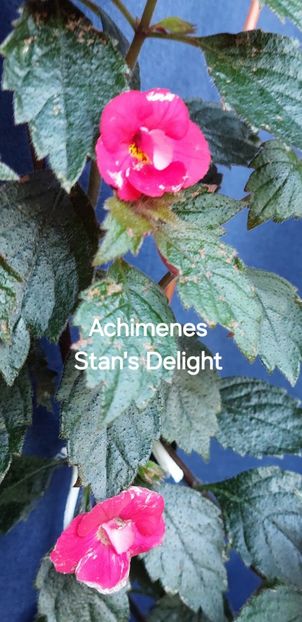  - 2025 - Achimenes