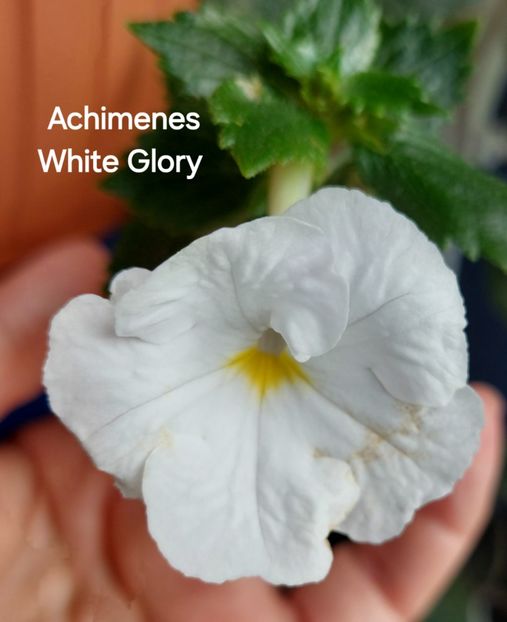  - 2025 - Achimenes