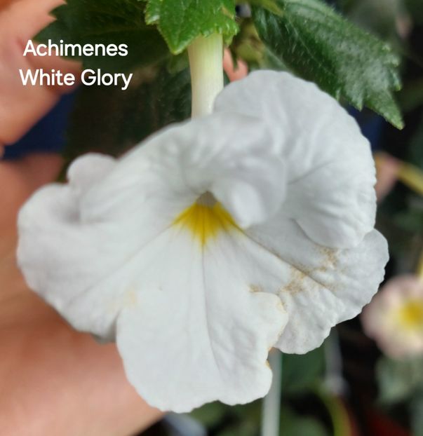  - 2025 - Achimenes