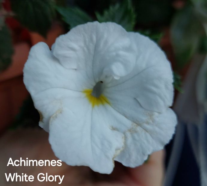  - 2025 - Achimenes
