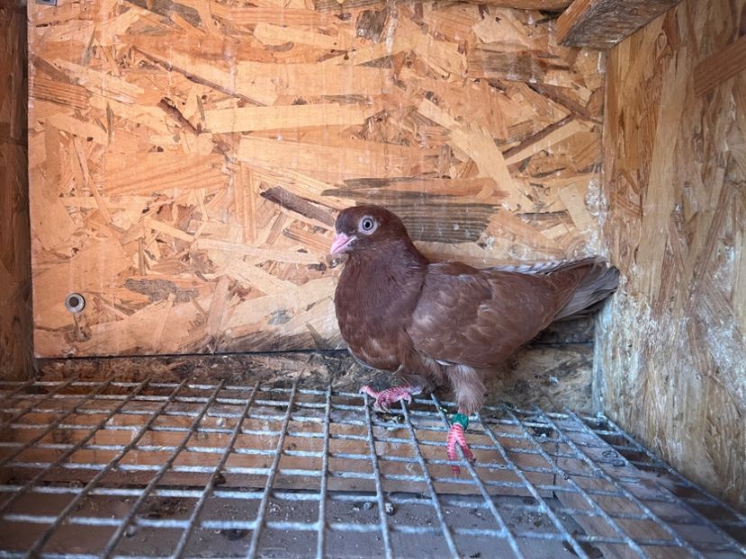 1800/25 - 8-lot zbor 2025