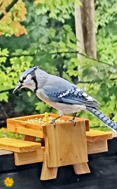 BLUE JAY - C - BIRDS - Pasari