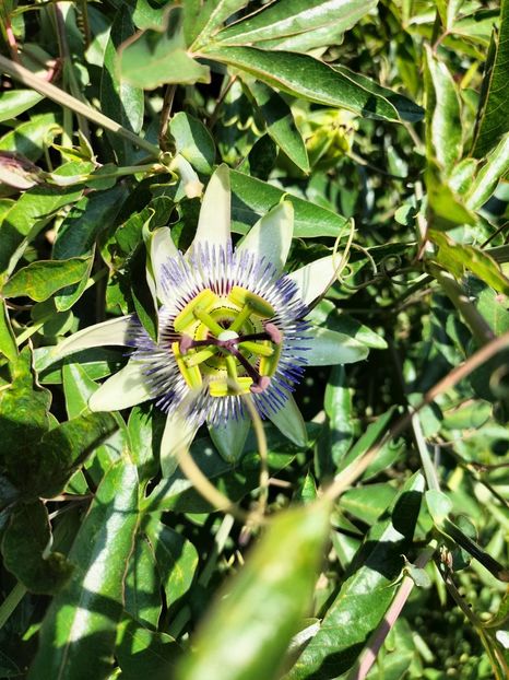 IMG20250907123222 - Toamna anului 2025