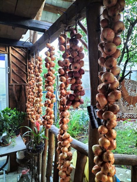 IMG20250906070056 - Toamna anului 2025