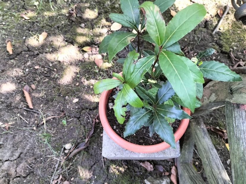 IMG20250904154739 - Toamna anului 2025