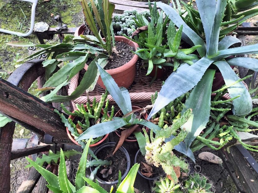 IMG20250904154715 - Toamna anului 2025