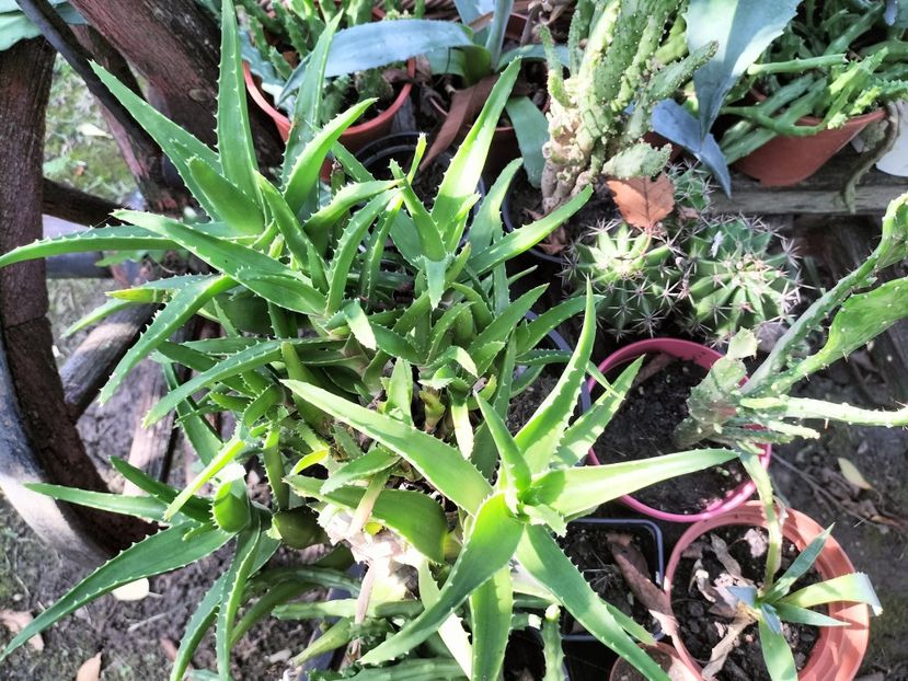 IMG20250904154711 - Toamna anului 2025