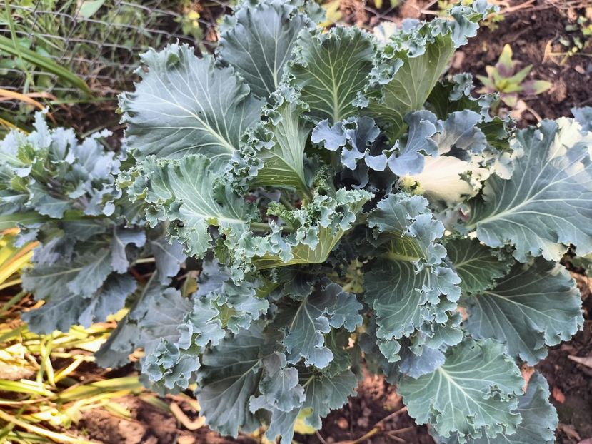 IMG20250904103821 - Toamna anului 2025