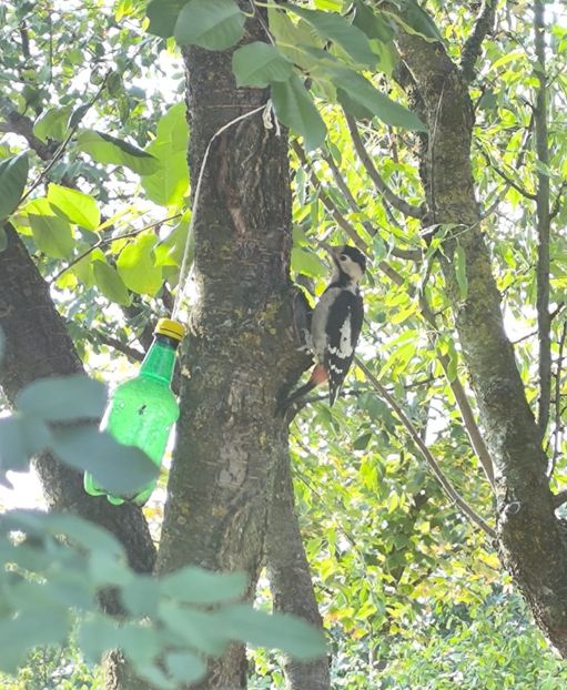 Septembrie 2025 - Gradina si terasa PrimaLuce_6-Animalutele noastre