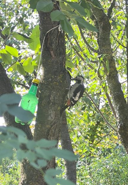 Septembrie 2025 - Gradina si terasa PrimaLuce_6-Animalutele noastre