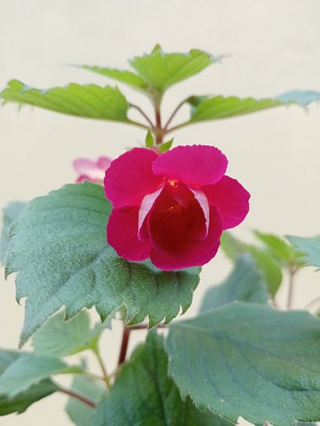  - RFs Double Red Rose