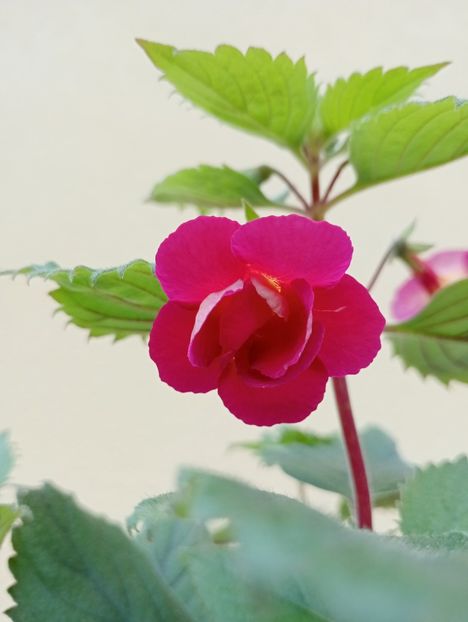  - RFs Double Red Rose