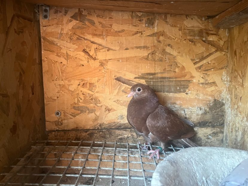 1860/25 - 8-lot zbor 2025