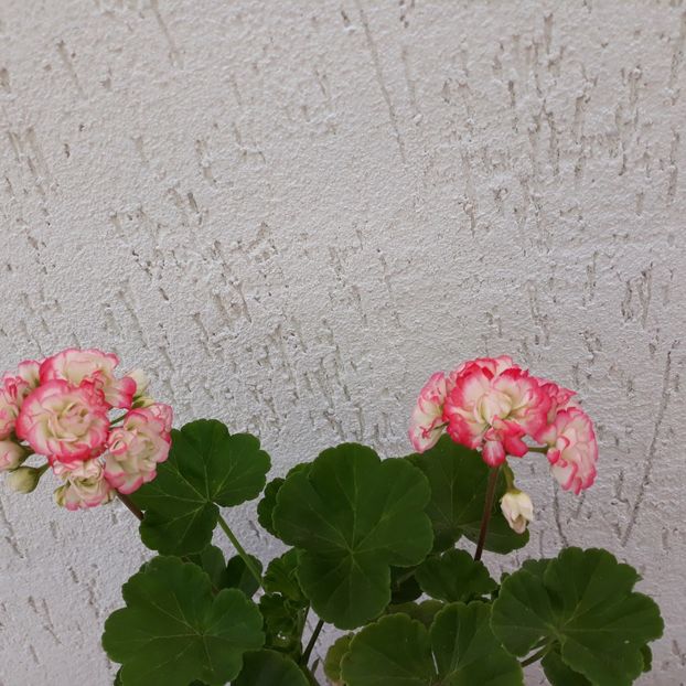  - Muscate 2017-2018- 2019-2020-2023-2024 - 2025