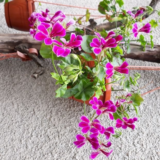  - Muscate 2017-2018- 2019-2020-2023-2024 - 2025