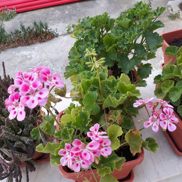  - Muscate 2017-2018- 2019-2020-2023-2024 - 2025