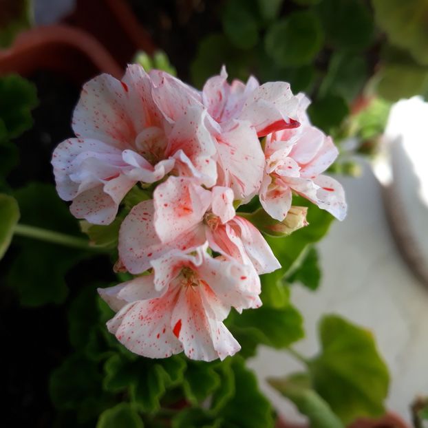  - Muscate 2017-2018- 2019-2020-2023-2024 - 2025