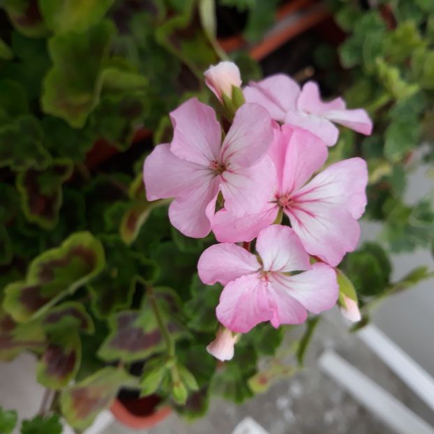  - Muscate 2017-2018- 2019-2020-2023-2024 - 2025