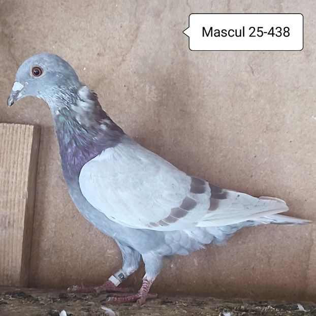 Mascul 25-438 - Argintiu