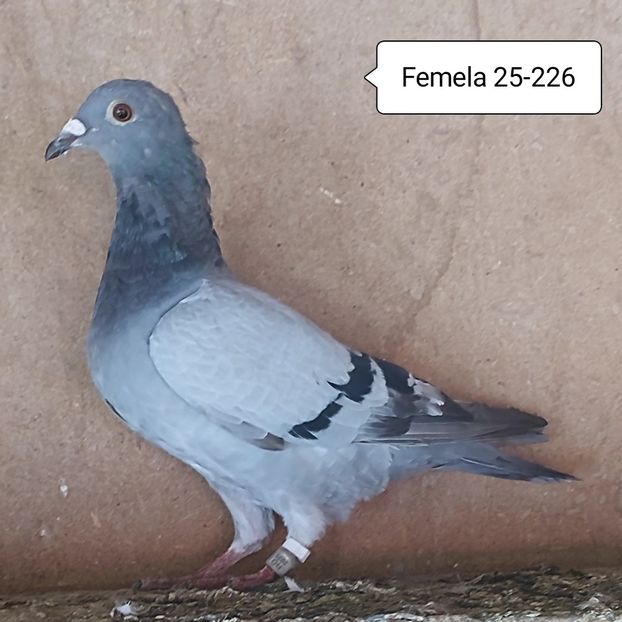 Femela 25-226....-10 lei - Porumbei vanduti