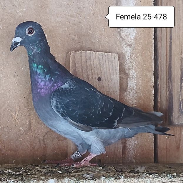 Femela 25-478 - Porumbei vanduti