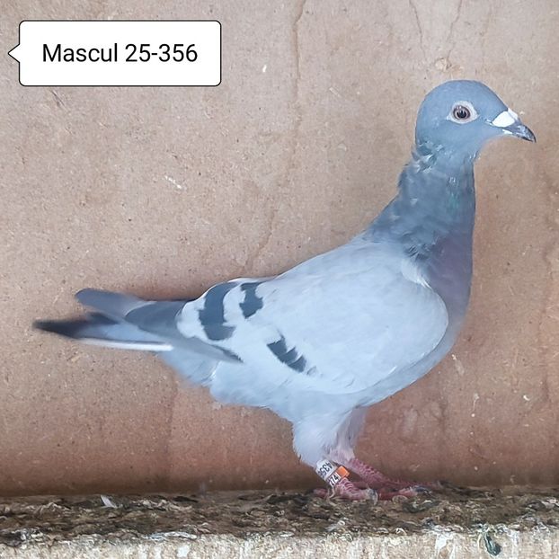 Mascul 25-356....-10 lei - Porumbei vanduti