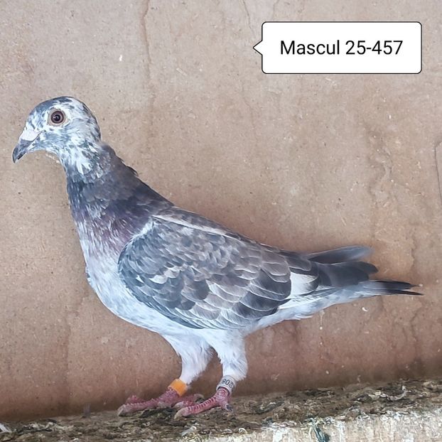 Mascul 25-457 - Cuci