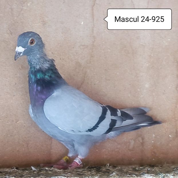 Mascul 24-925 - Porumbei vanduti