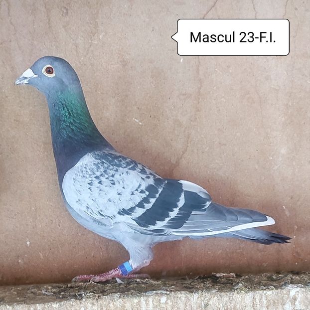 Mascul 23-F.Inel - Porumbei vanduti