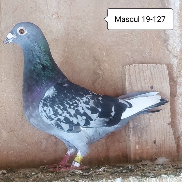 Mascul 19-127 - Stropit list