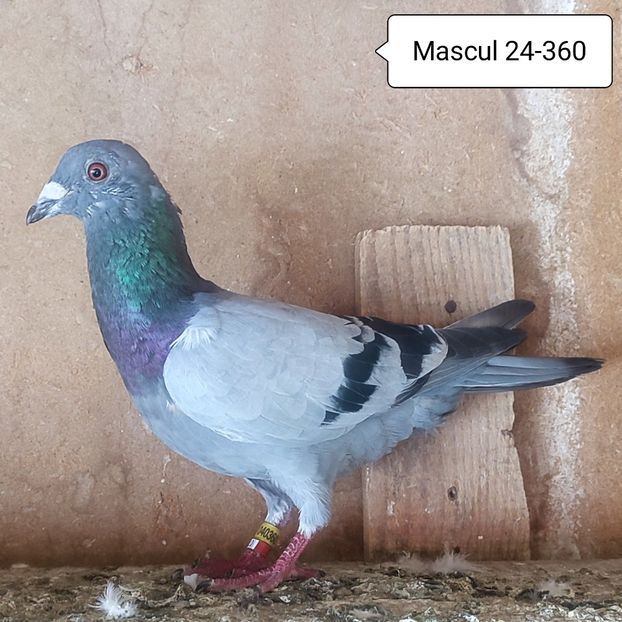 Mascul 24-360....-10 lei - Porumbei vanduti