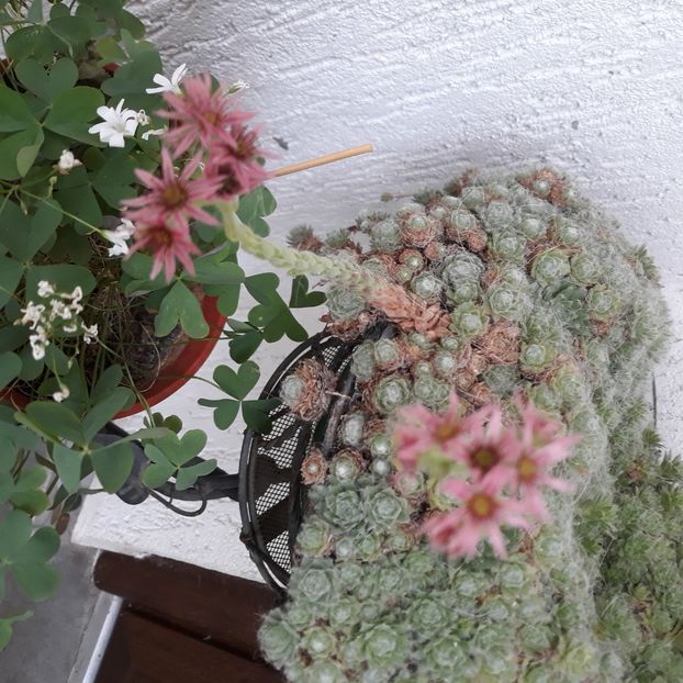 2025 - CACTUSI SI SUCULENTE