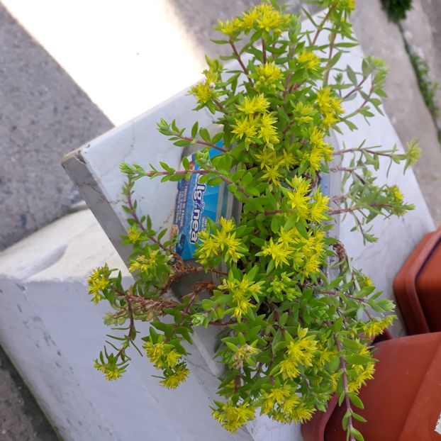  - CACTUSI SI SUCULENTE