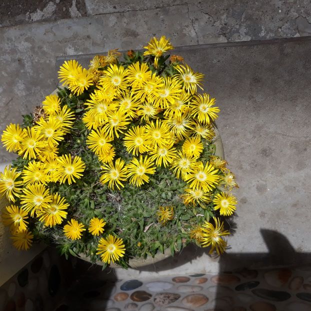  - CACTUSI SI SUCULENTE