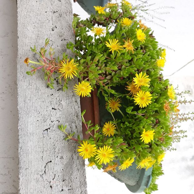  - CACTUSI SI SUCULENTE