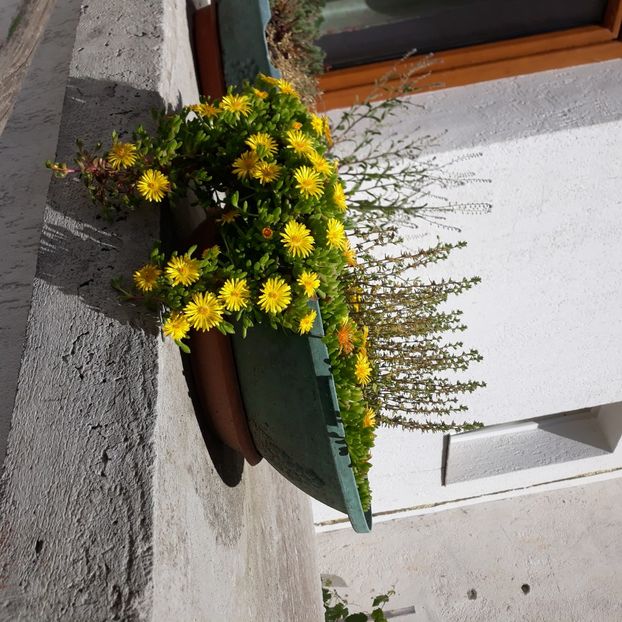 20250515_112745(0) - CACTUSI SI SUCULENTE